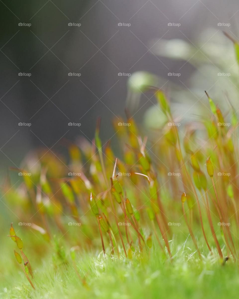 Close-up of moss spores