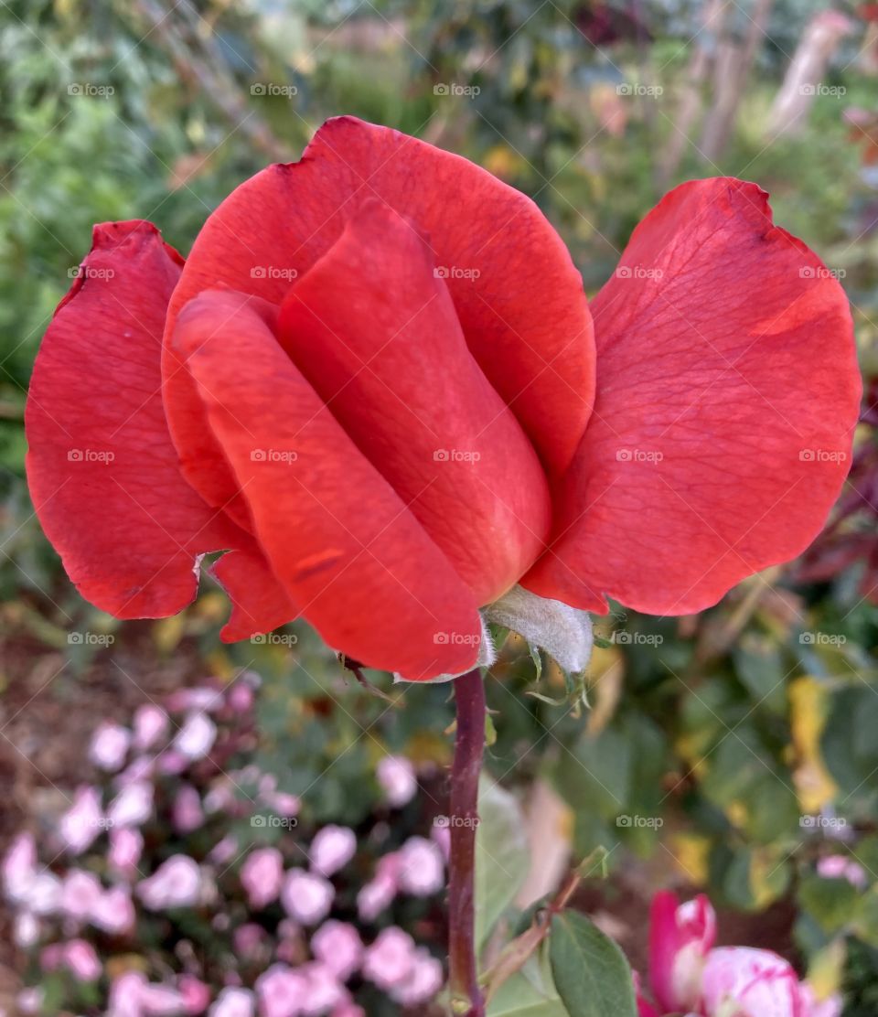 🌹 🇺🇸 Very beautiful flowers to brighten our day.  Live nature and its beauty. Did you like the delicate petals? / 🇧🇷 Flores muito bonitas para alegrar nosso dia. Viva a natureza e sua beleza. Gostaram das pétalas delicadas? 