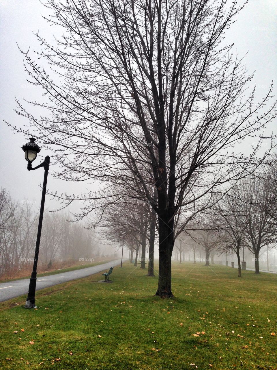 Foggy Day at the Park