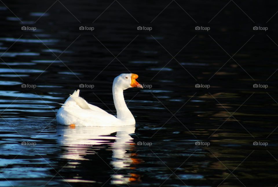 the white goose