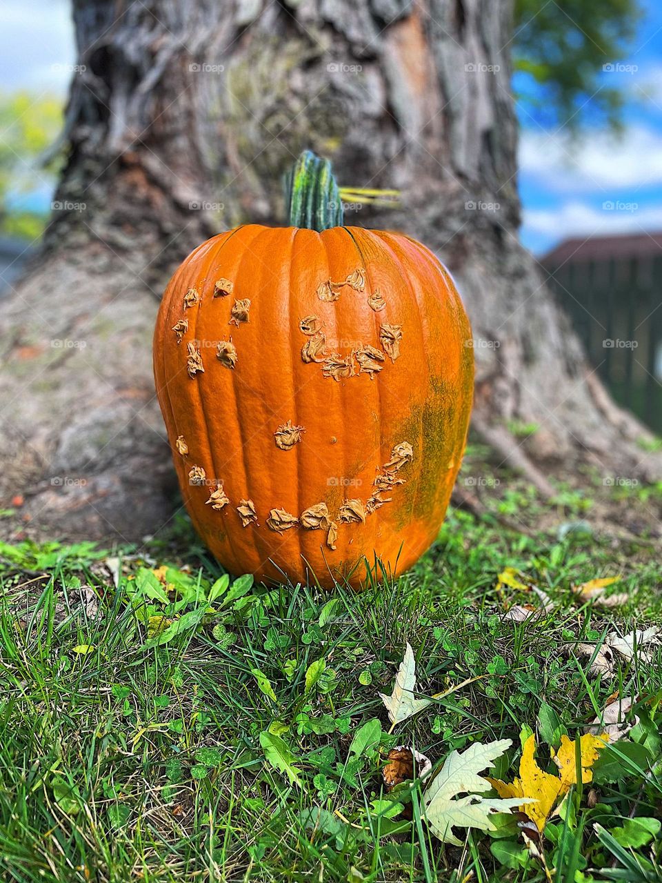 Pumpkin with peanut butter face, making jack o lanterns with kids, making a squirrel feeder with a pumpkin, pumpkins for Halloween, carving pumpkins with a drill and peanut butter, creative ways to carve pumpkins 