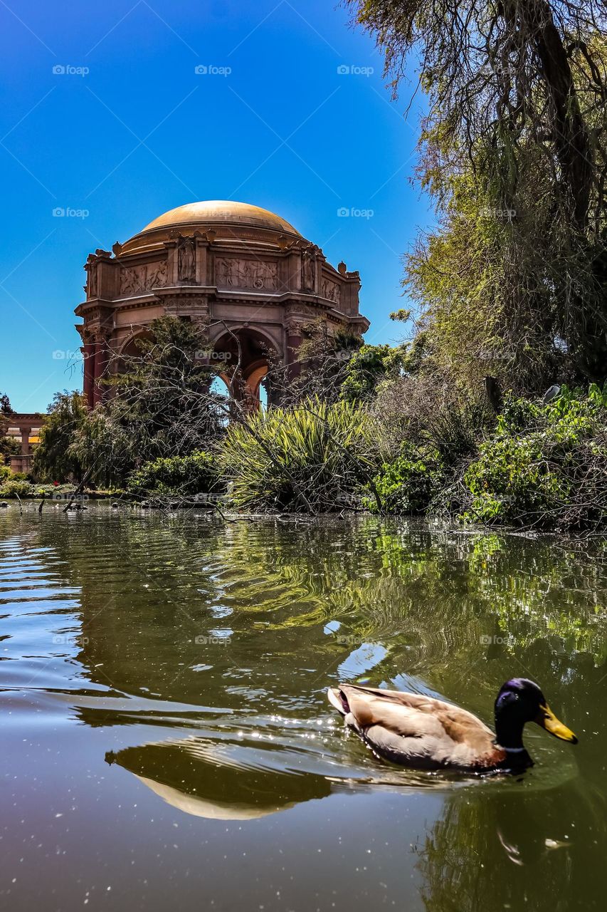 Duck swimming in front of the palace of fine arts in San Francisco California in the lagoon on a sunny afternoon with the dome of the palace glowing in the sun