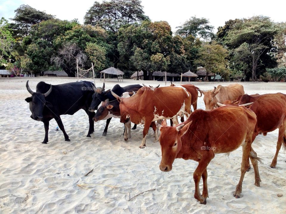 Here come the cows!