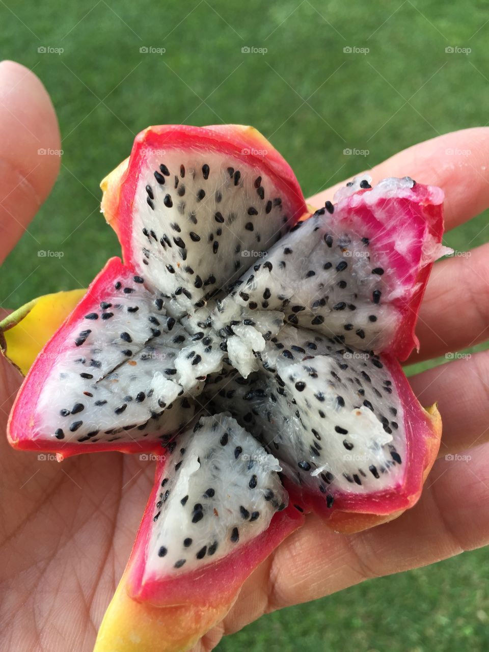 Dragon fruit on a hand