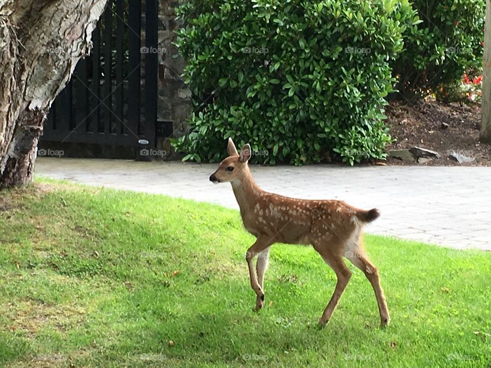 Deer standing in forest