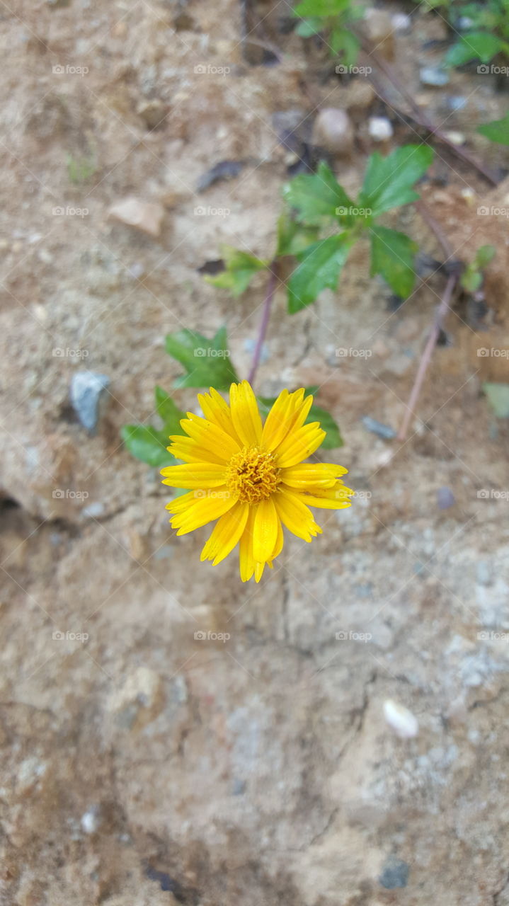 Flower