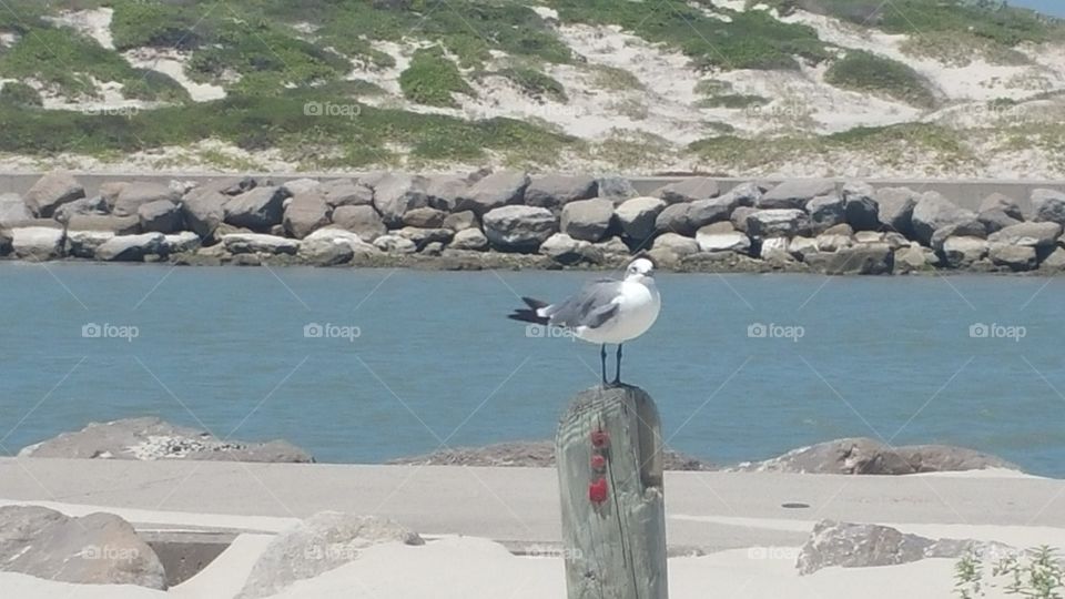 Corpus Christi Tx seagull perched on post