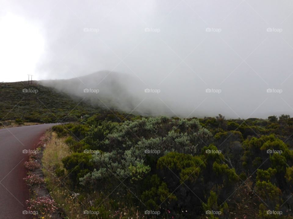 reunion green plants grass by hkjohan