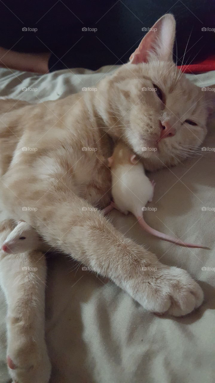 my 2 year old cat laying around with our 3 week old baby rats