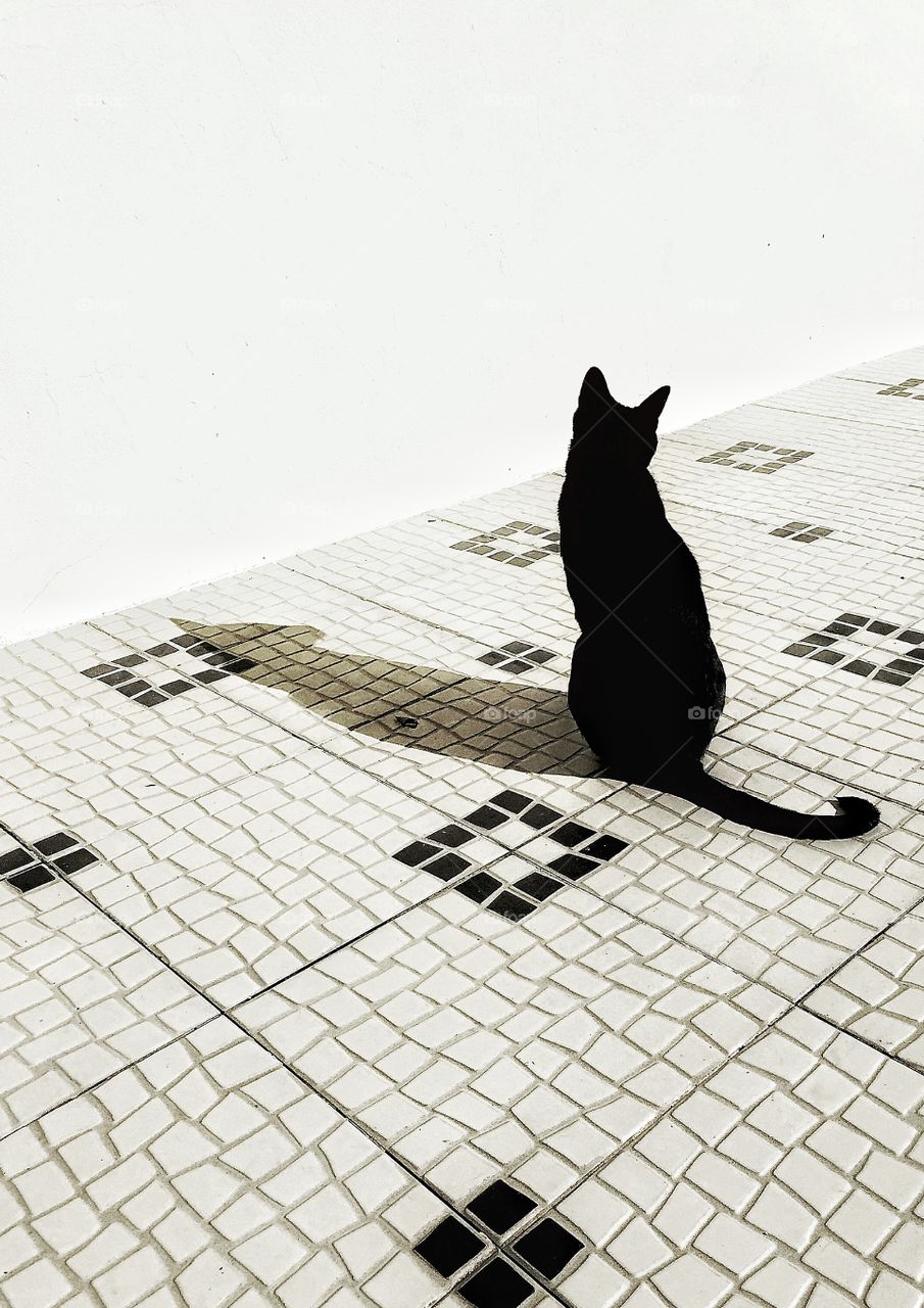 Cat and shadow