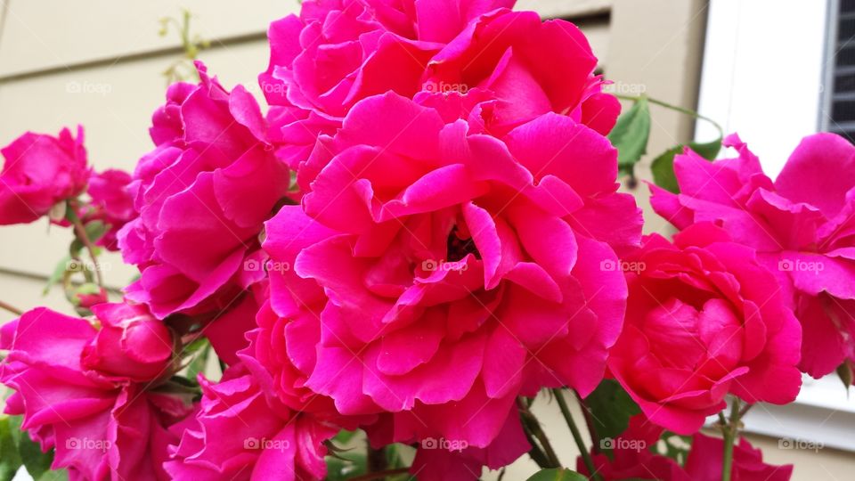 Beautiful pink roses are growing in the garden