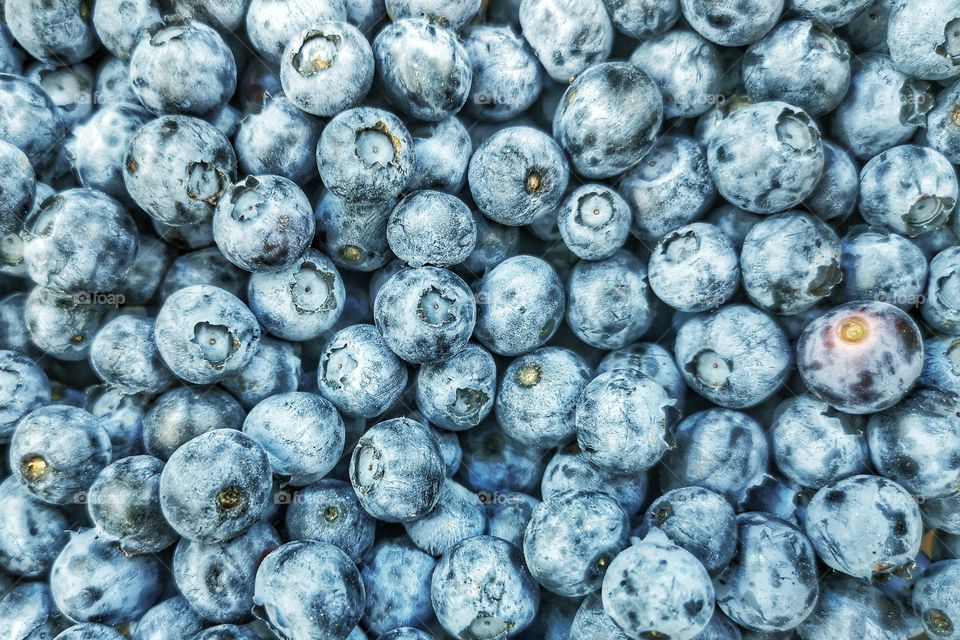 Blueberry berries