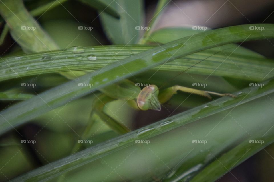 Grasshopper around the leaves