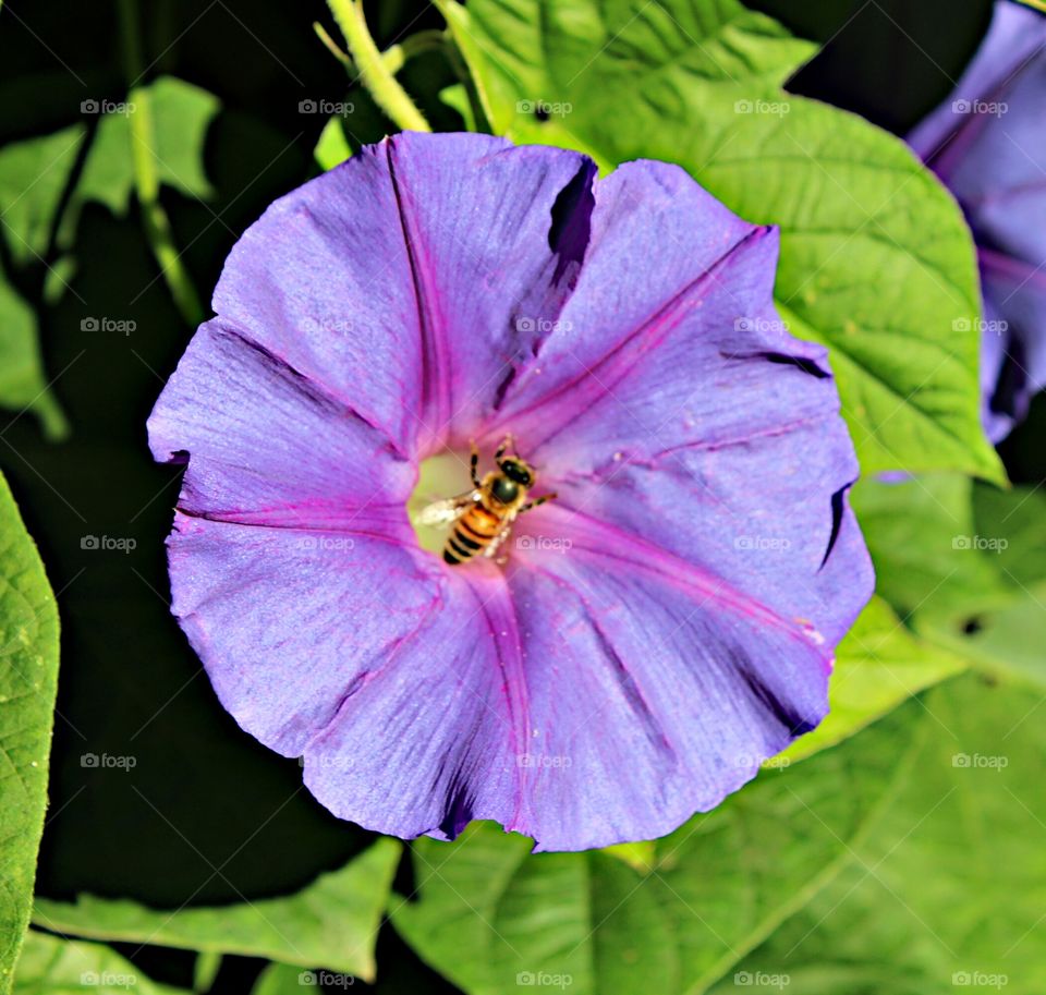 purple flower