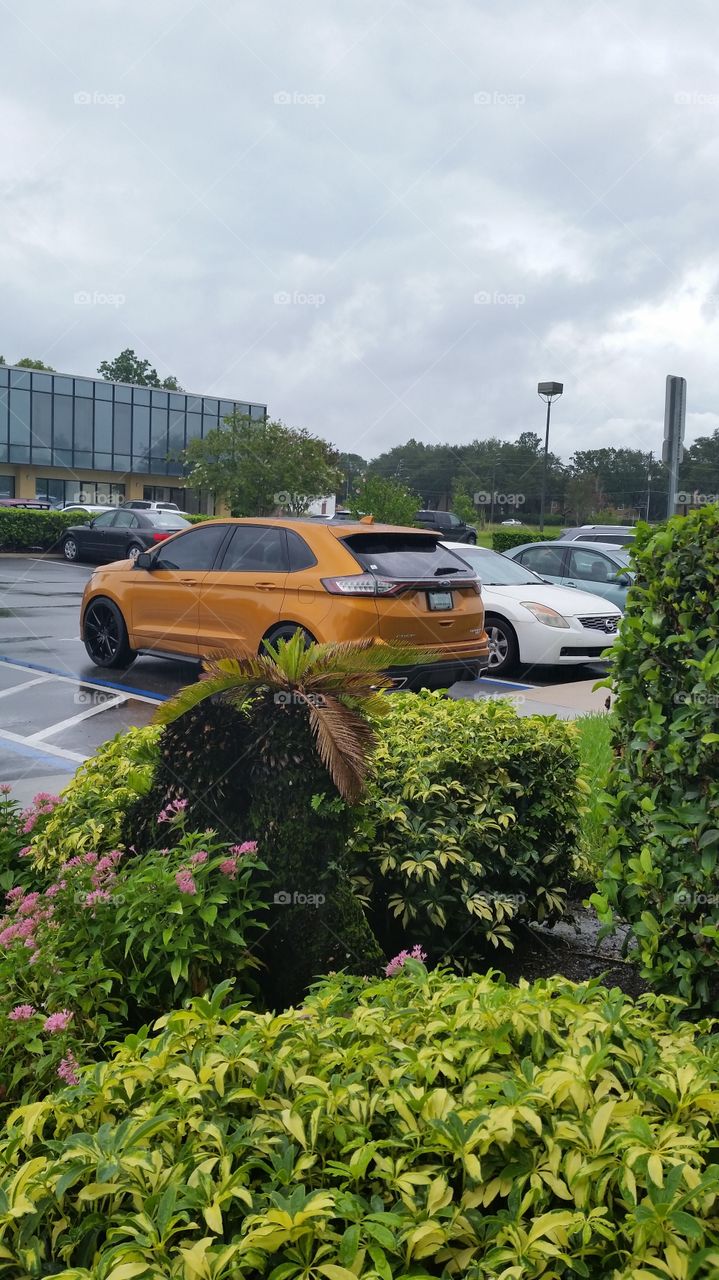car, vegetation and parking lot