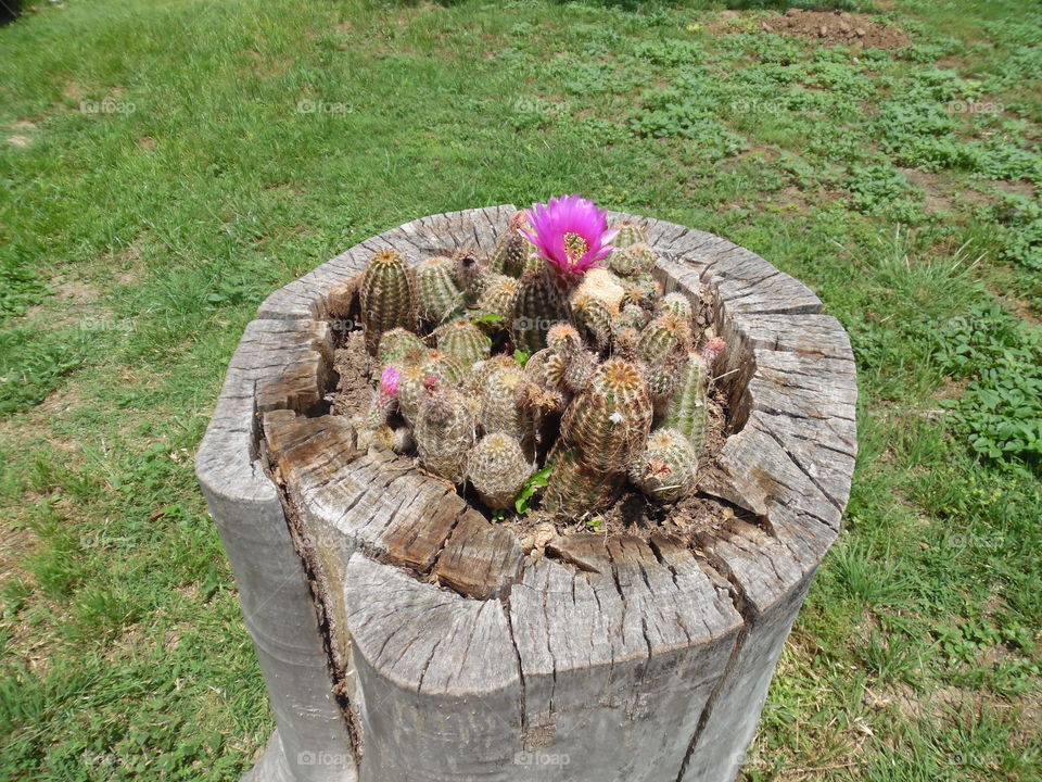 stump cactus. these cactus where growing wild in this dead stump