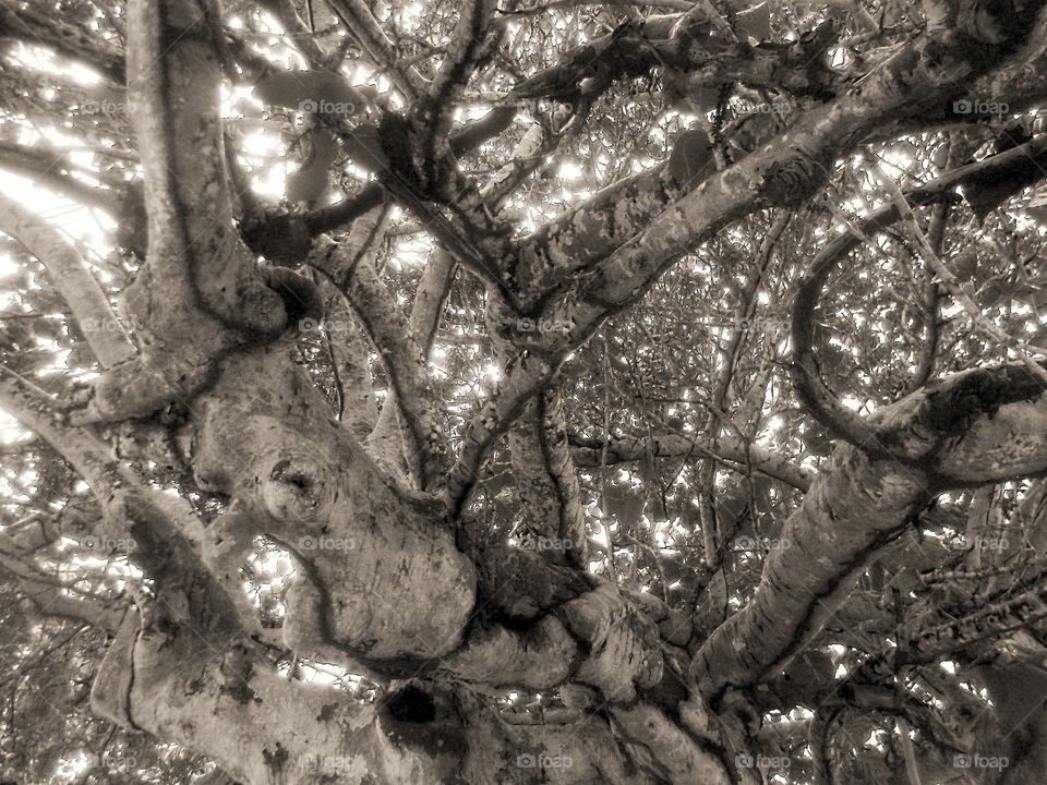 Black and white Tree