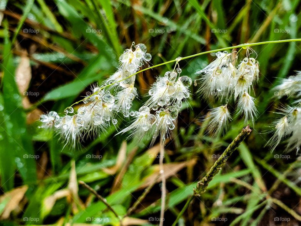 water droplets on white grass seeds