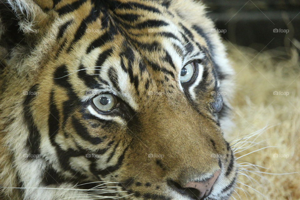 Close-up of a tiger