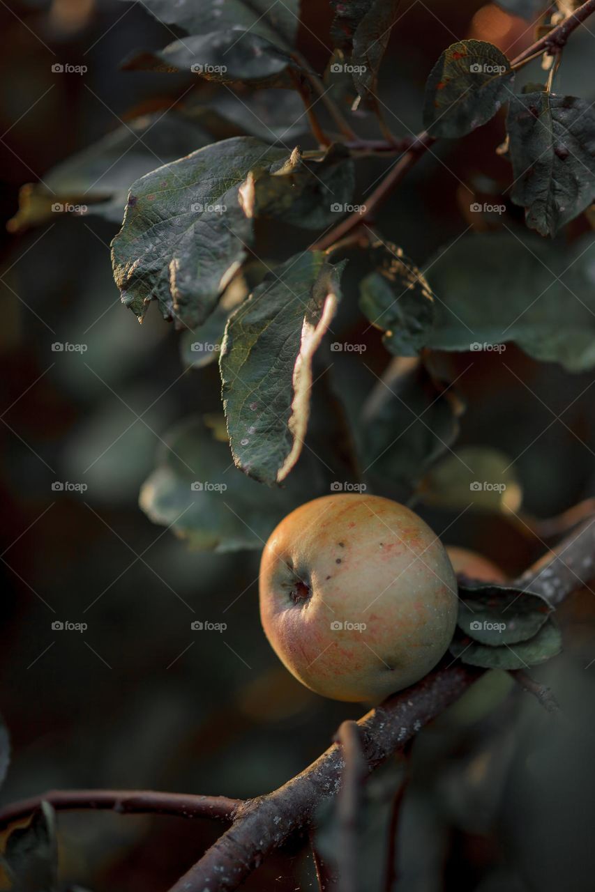 Apple on a tree