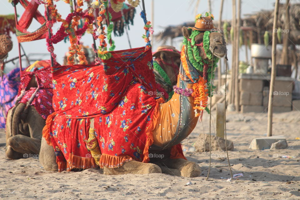 Beach Camel Colours Funn cool