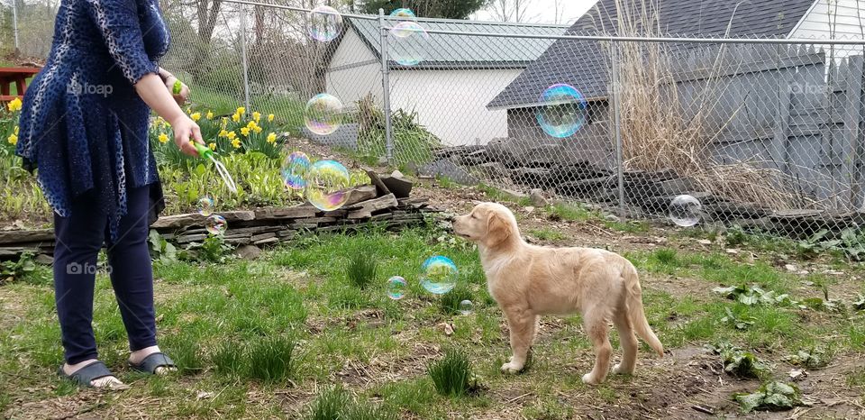 bubbles and puppies