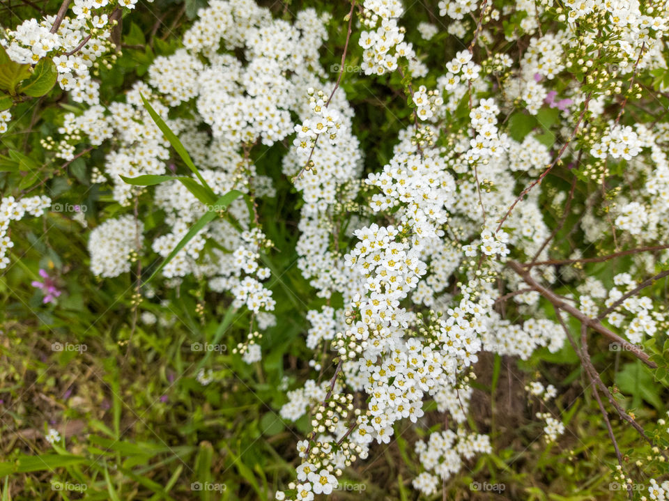 The spirea bush blooms. Spring.