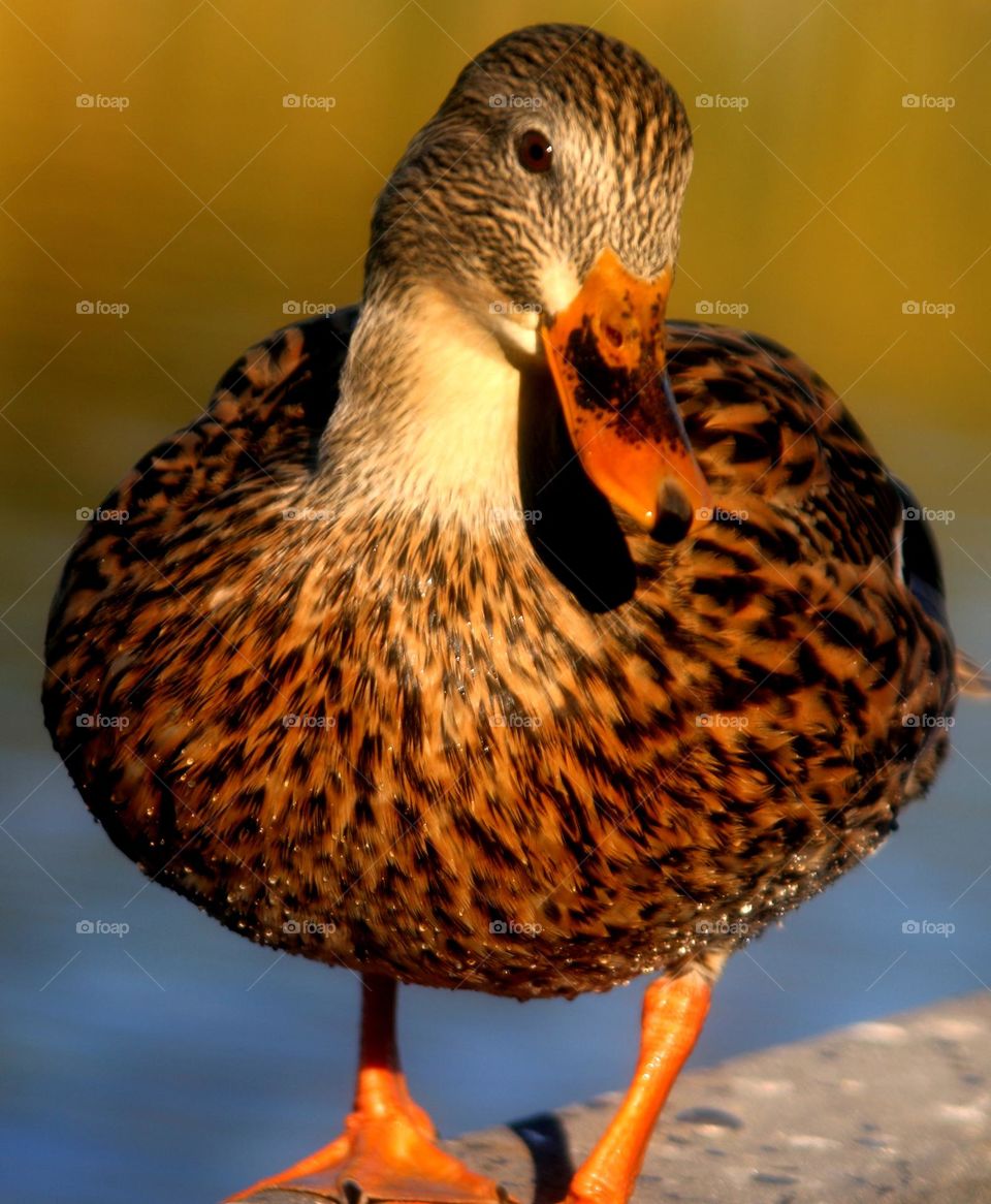 Female Mallard Duck Staring at Camera