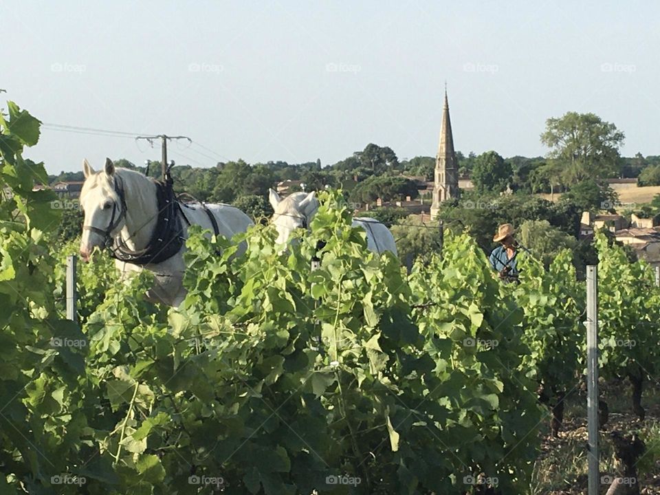 Hiking in authentic vineyard 
