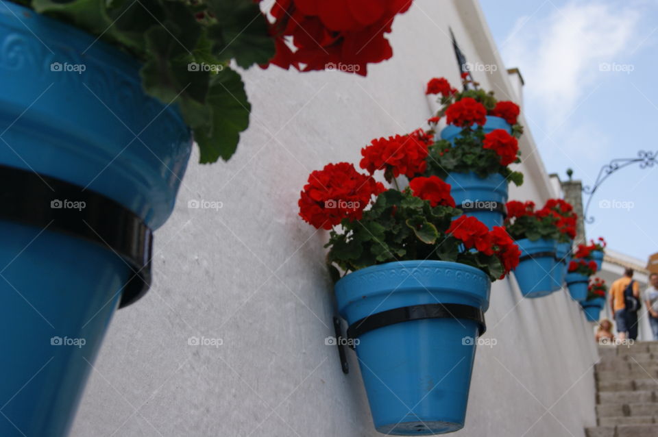 Mijas' flowers