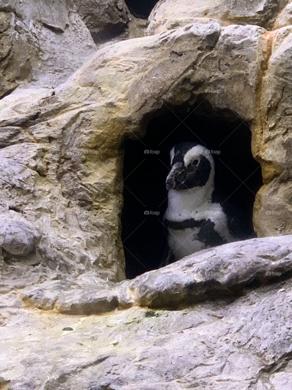 Penguin in the zoo. 