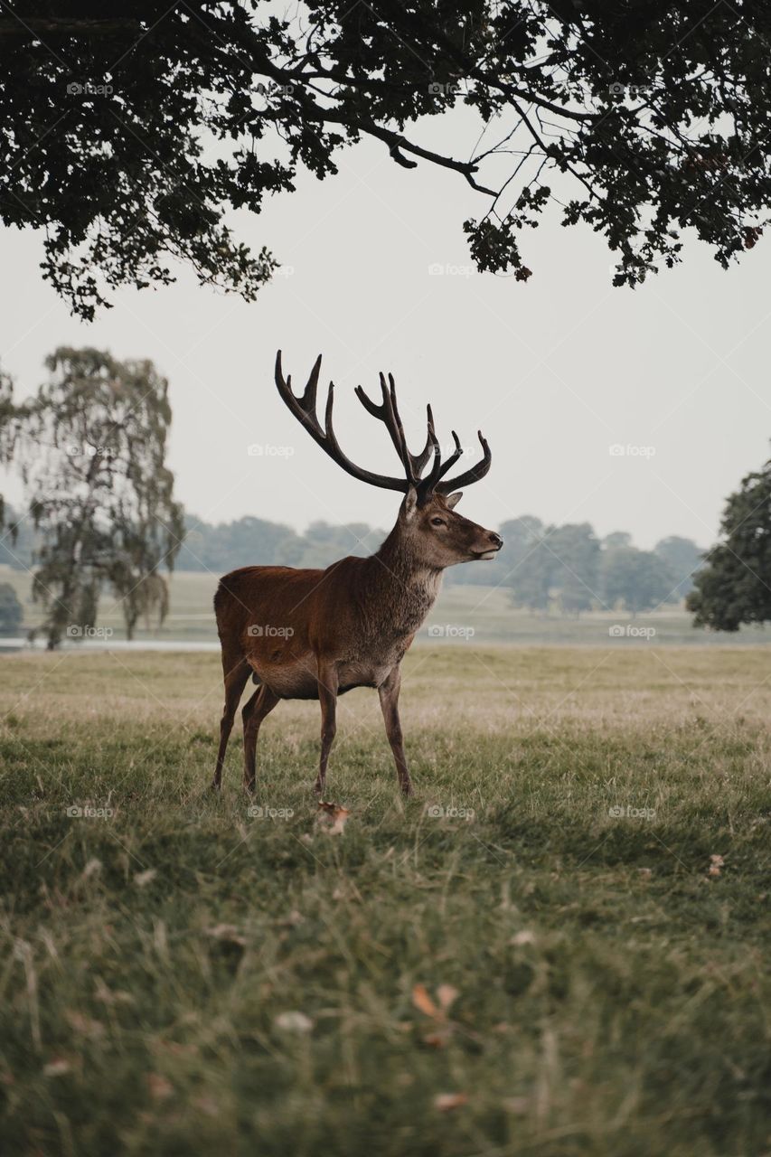 Beautiful brown colour deer