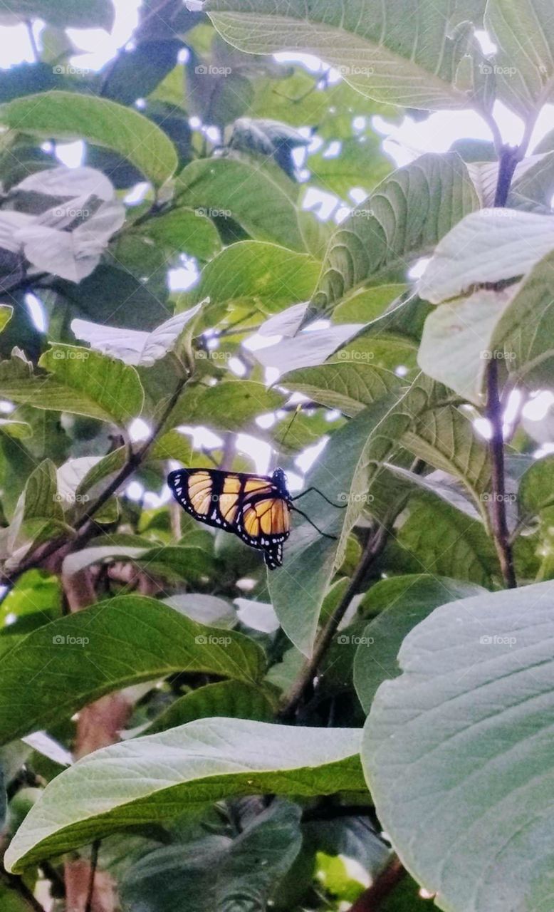 Beautiful butterfly among vegetation perched on leaf