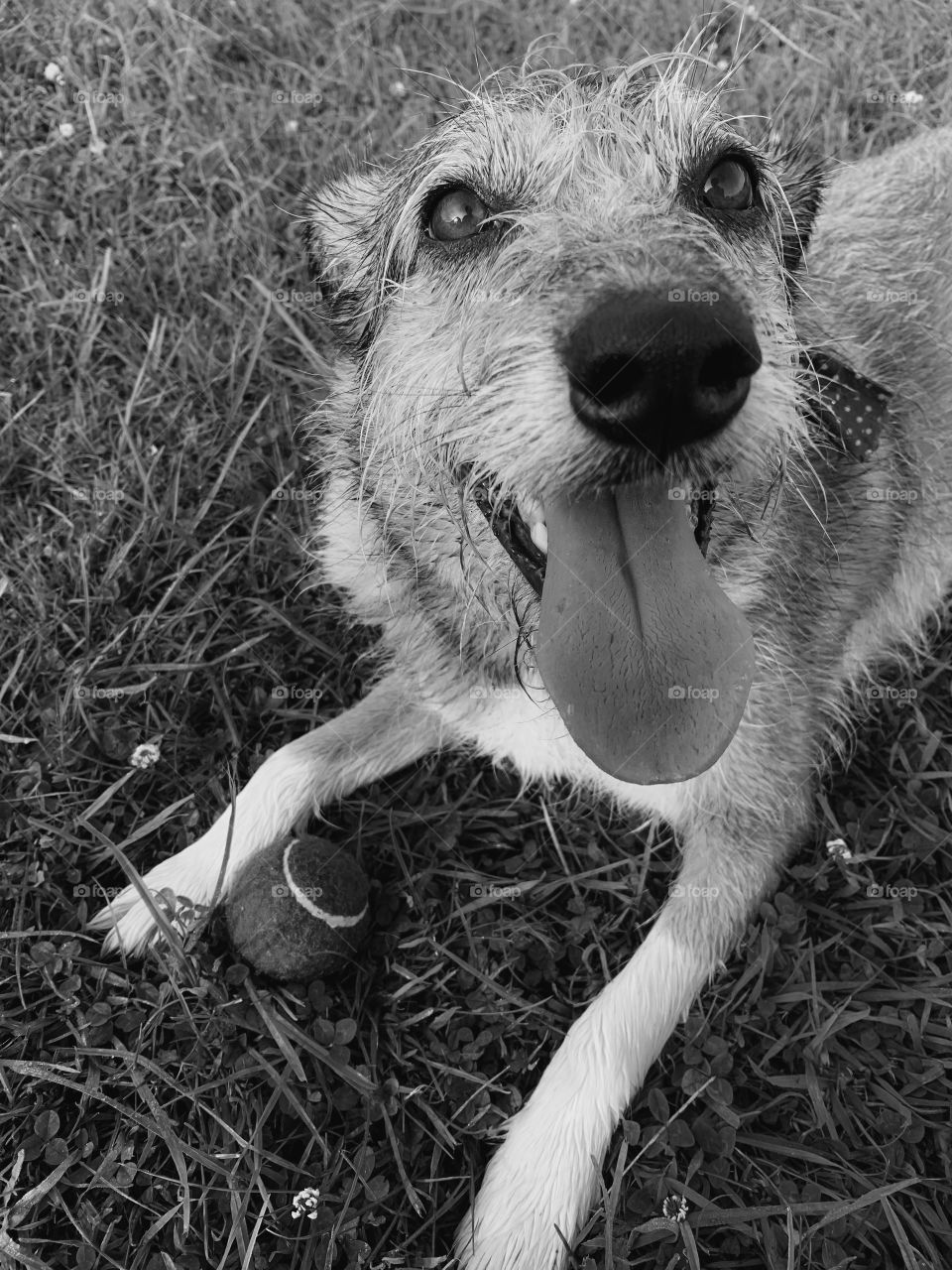 Black and white puppy 