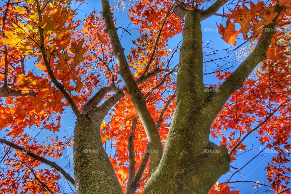 Nature. Autumn Colors