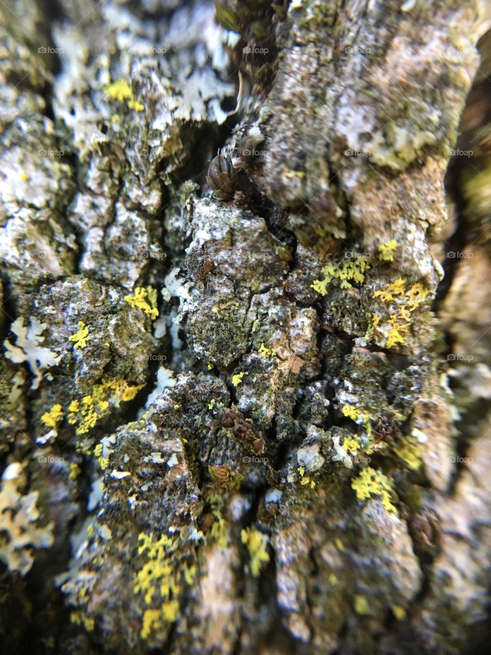 Tree Bark up close