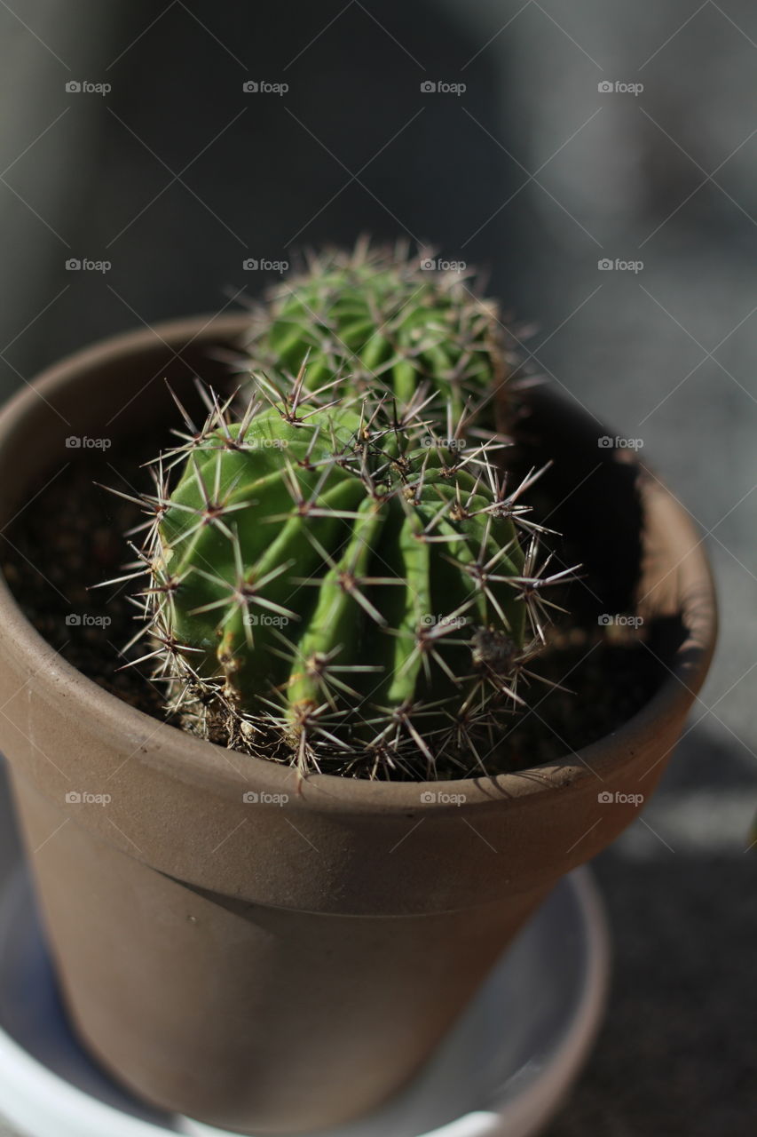 Cactus, Pot, No Person, Nature, Flora
