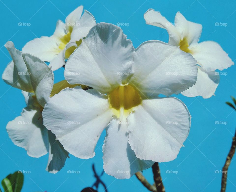 The beauty of adenium flower