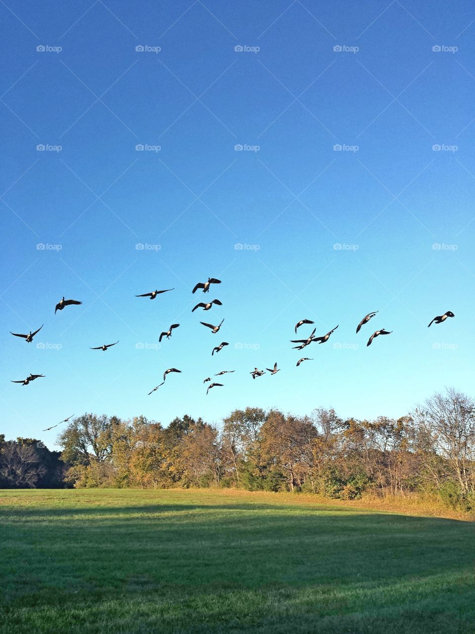 Canadian Geese in Flight