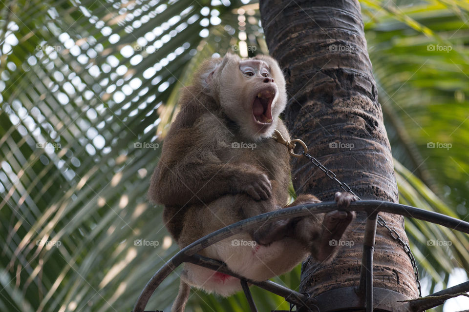 Monkey, Wildlife, No Person, Tree, Nature