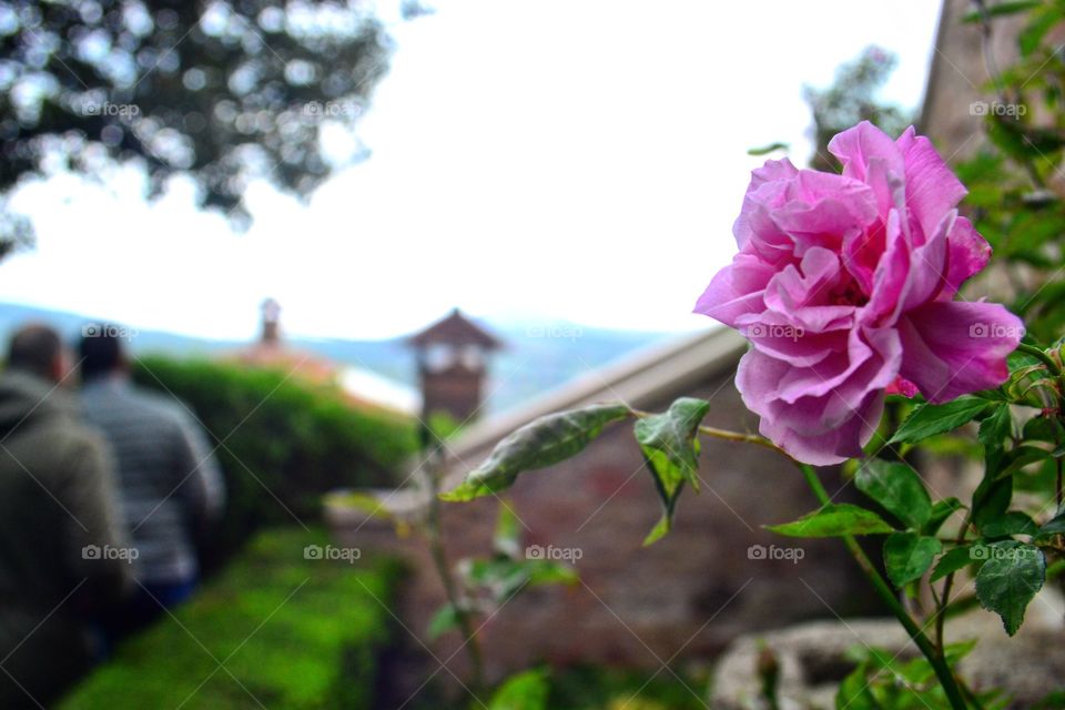 Arquà Petrarca - Italia