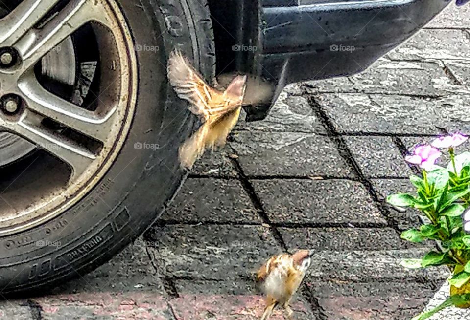 A parrow was flying away from the road, it is vibrant, vivid and lively.  its flying posture was very beautiful. watching it makes people happy.