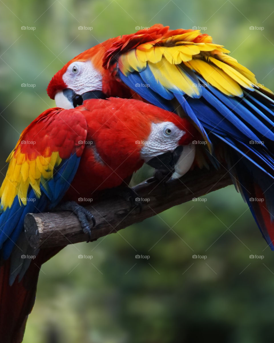 Two parrots primping