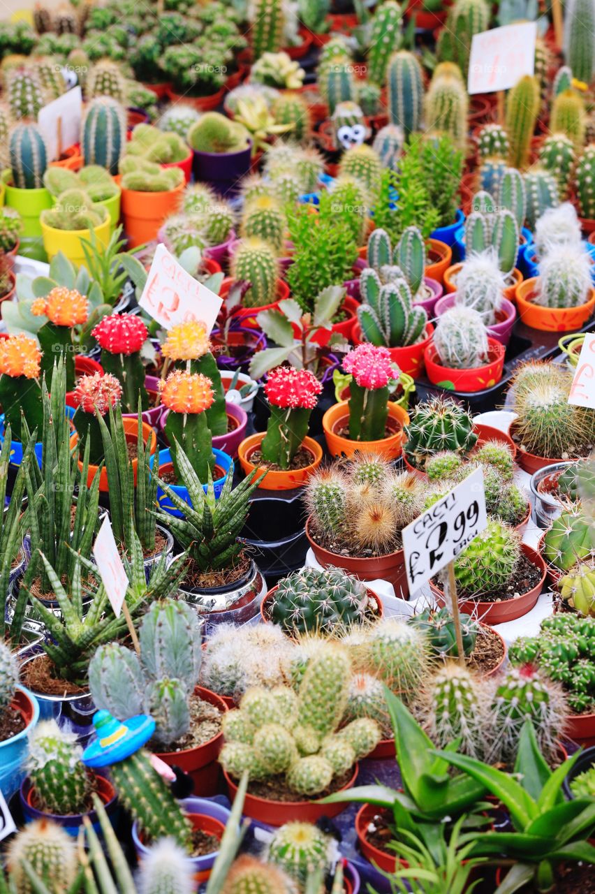 A full frame background of cacti, cactus and succulents on a market stall