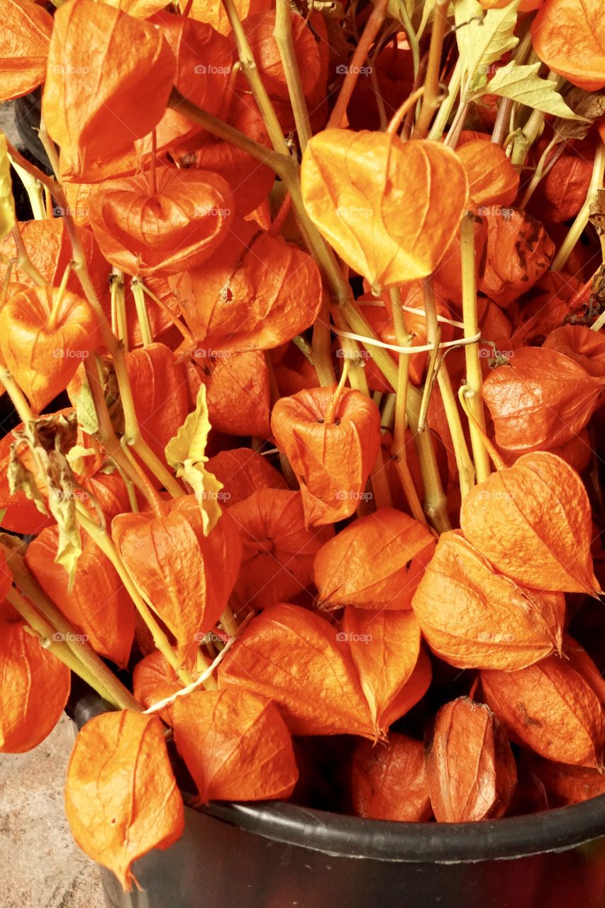 Bunch of Red Dried Chinese Lanterns