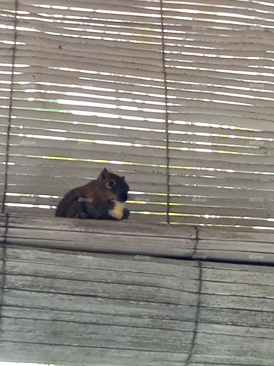 squirrel eating