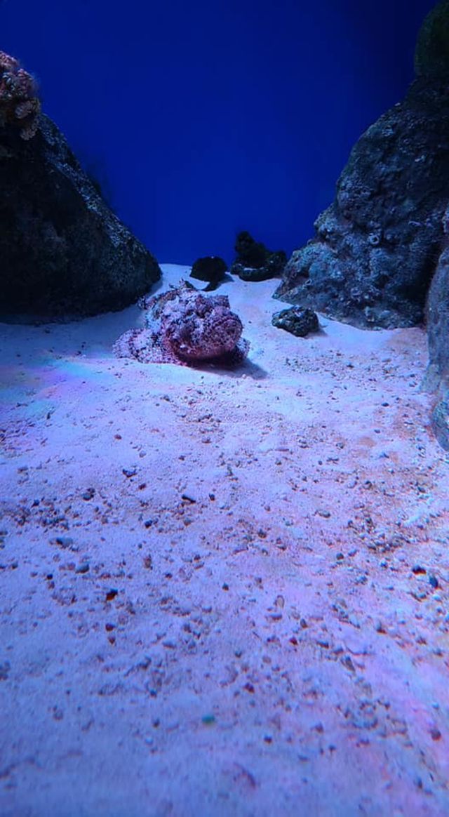 Blowfish On the Bottom of an Aquarium Tank