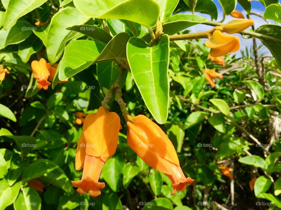 Beautiful orange and green