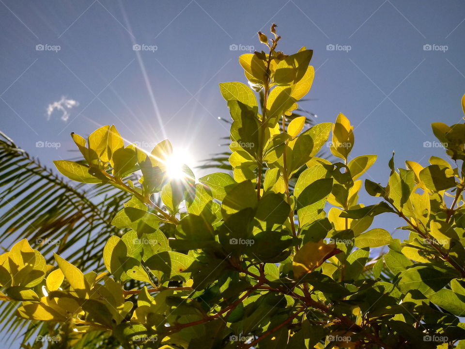 SONNENLICHT, BRILHO DO SOL, SUNLIGHT.