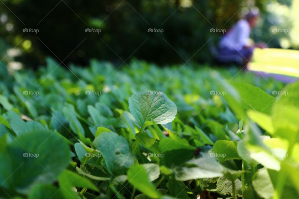 Closeup at growing green leaves on the ground